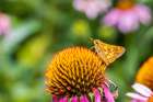 Pecks Skipper on Purple Coneflower-Marion County-Illinois Art Print